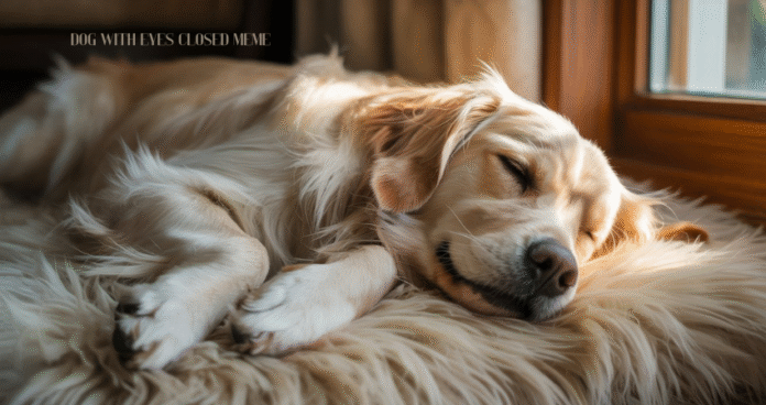 dog with eyes closed meme