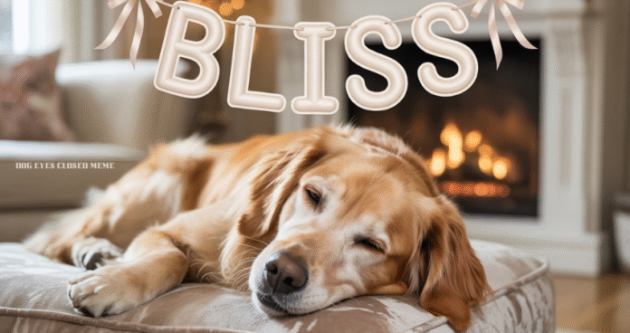 dog eyes closed meme dog eyes closed meme